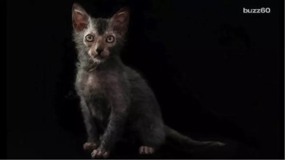 A Werewolf Cat Breed Exists And İt\'s Awesome