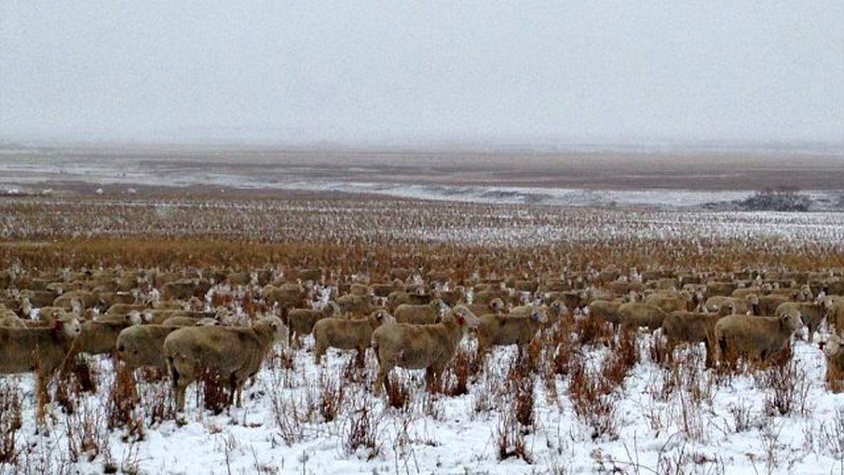 Bozkırda Kamufle Olan Koyunlar Şaşkınlık Yarattı