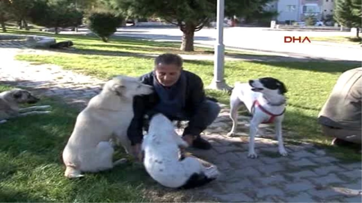 Eskişehir\'de Sokak Hayvanları Aşılandı