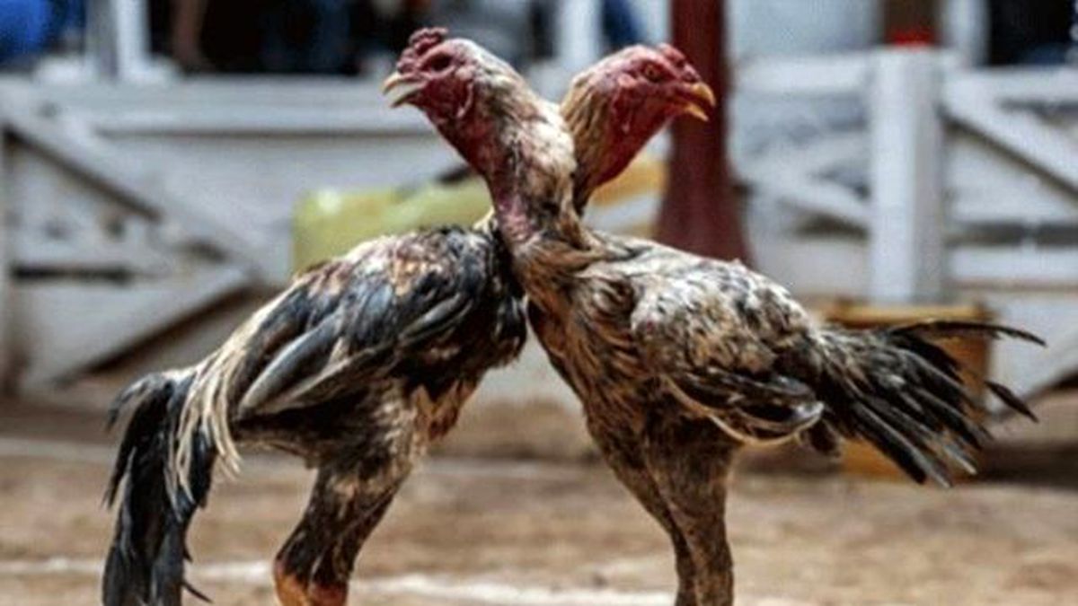 Horoz Dövüşü Kana Bulandı: 12 Ölü