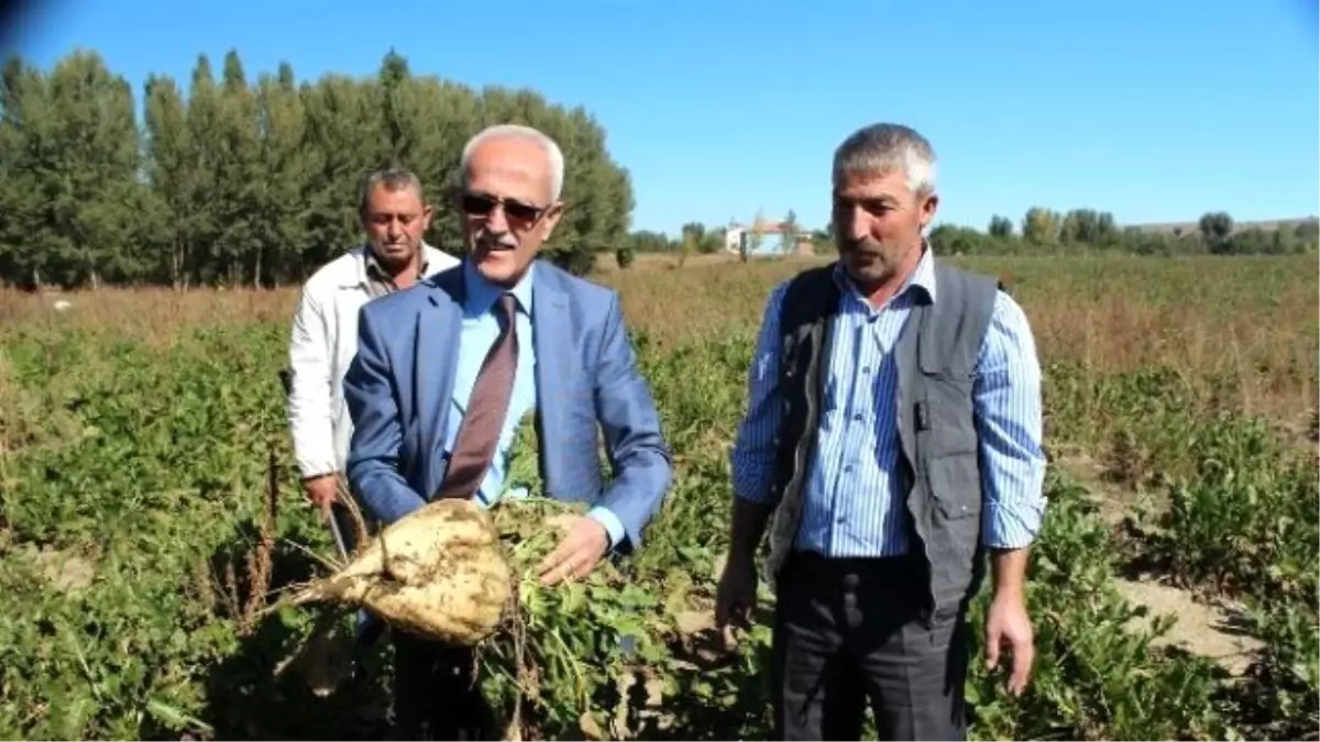 Mikoriza Mantarı Şeker Pancarında Verimi Artırıyor