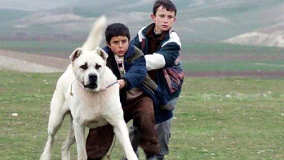 'Sivas' Filmi Altın Küre Yolunda!