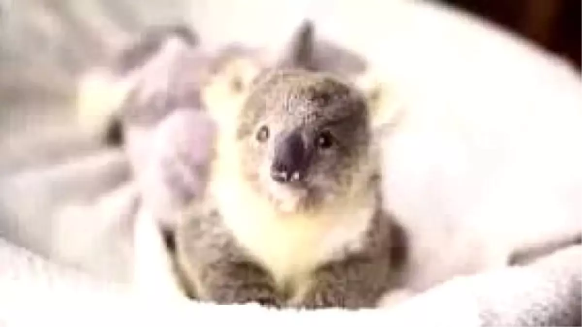 Tatlı mı Tatlı 10 Aylık Bebek Koala