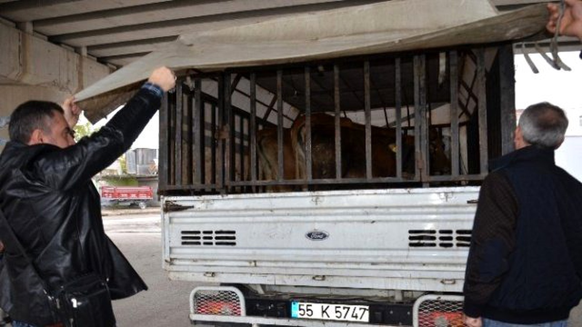 Bafra\'da Hayvan Hırsızlığı Zanlıları Yakalandı