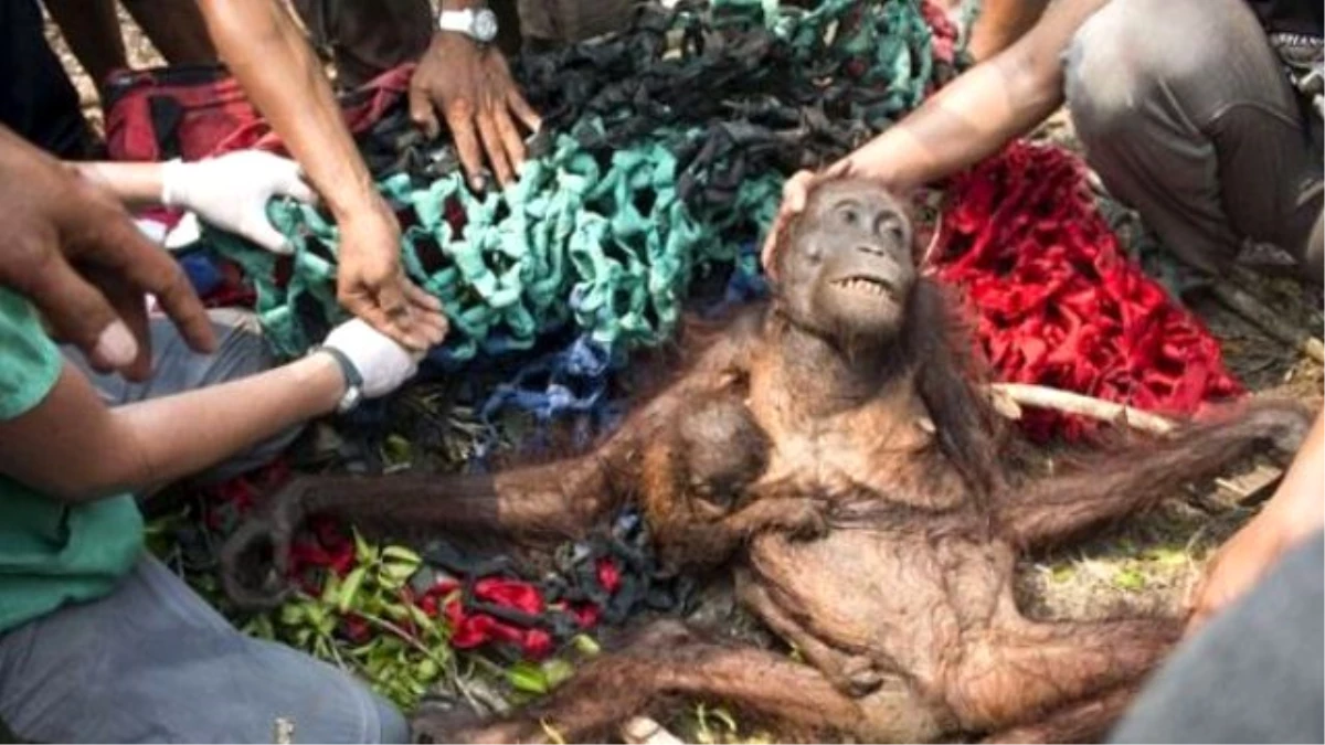 Bir Deri Bir Kemik Kalmış Orangutanların Müthiş Kurtuluşu