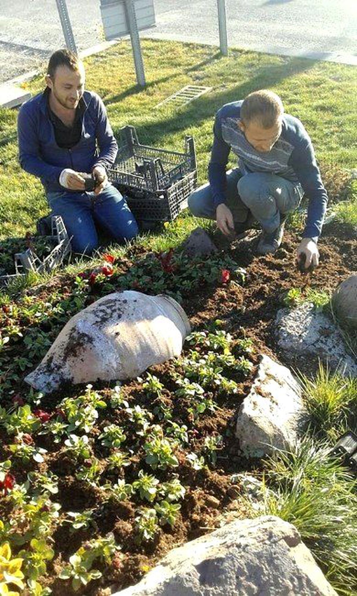 Çankırı\'ya 340 Bin Kış Çiçeği Dikildi
