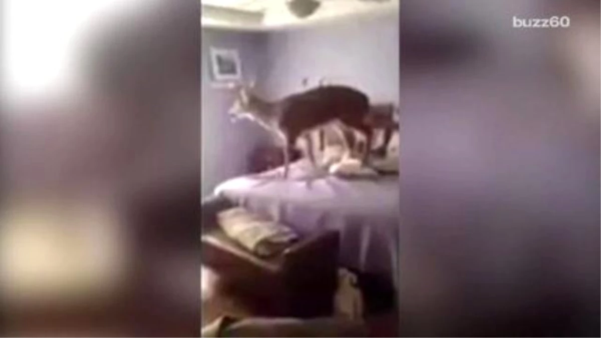 Deer Breaks İnto Home And Jumps On The Bed