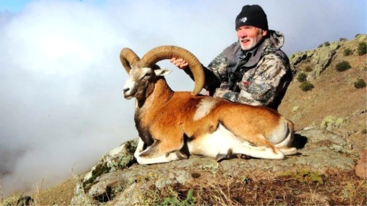 Bir Anadolu Yaban Koyununu Avlamak İçin 90 Bin Lira Ödedi