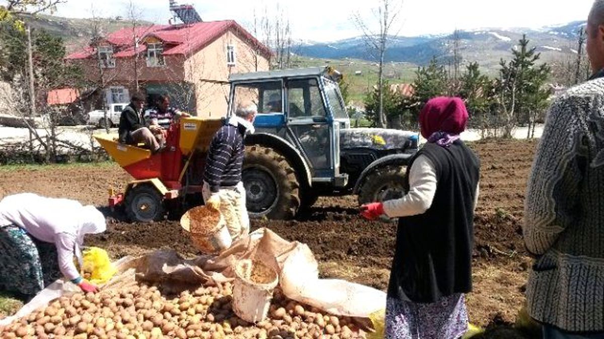 Patates Üretimi Sevindirdi