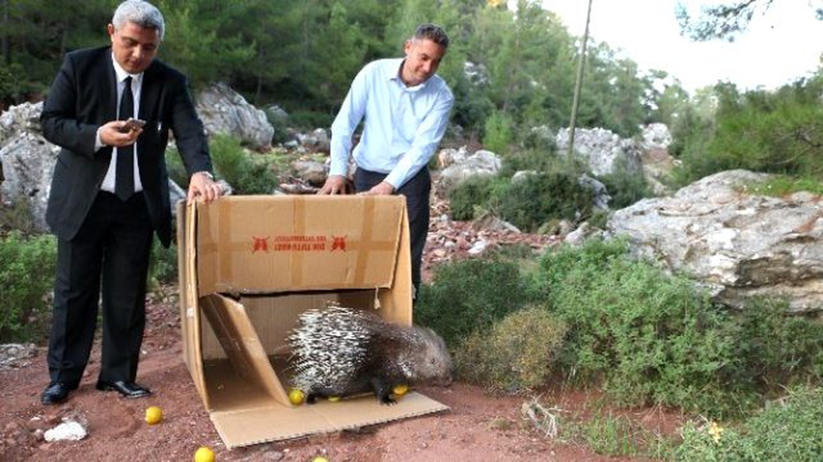 Tedavisi Tamamlanan Oklu Kirpi Oktay Doğaya Bırakıldı