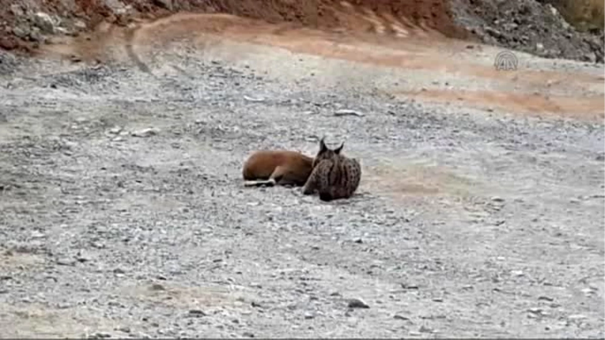 Vaşağın Dağ Keçisine Saldırı Anı Görüntülendi