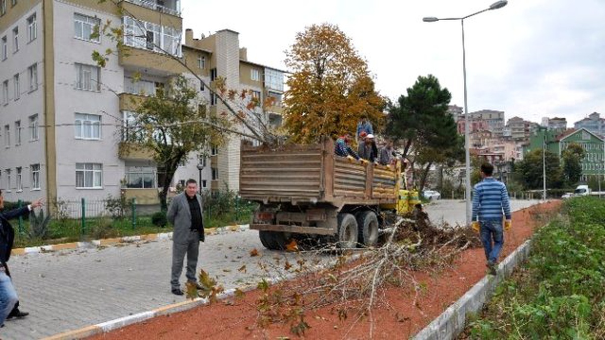Alaplı Deniz Dolgu Alanı Ağaçlandırılıyor