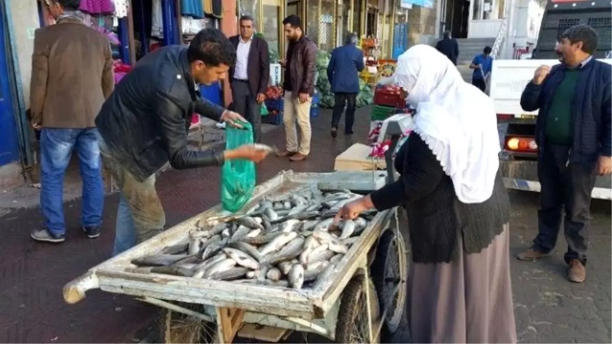 Muş Bulanık\'ta Balık Gençlerin Umudu Oldu