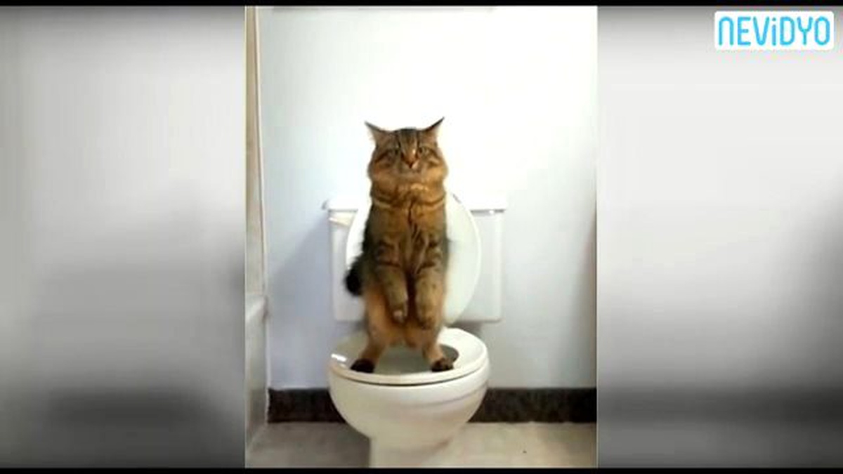 Bu Kedinin Yaptıkları Dünyayı Şaşırttı!