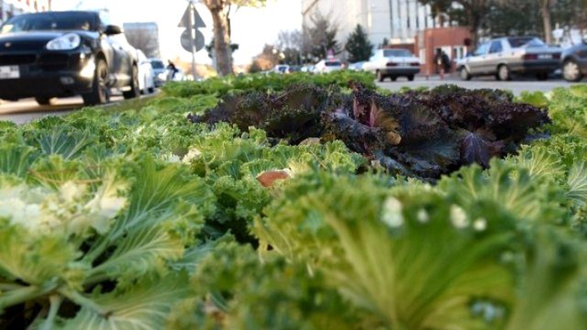 Büyükşehir, Şehre 305 Bin Lale Soğanı ve Süs Lahanası Dikti
