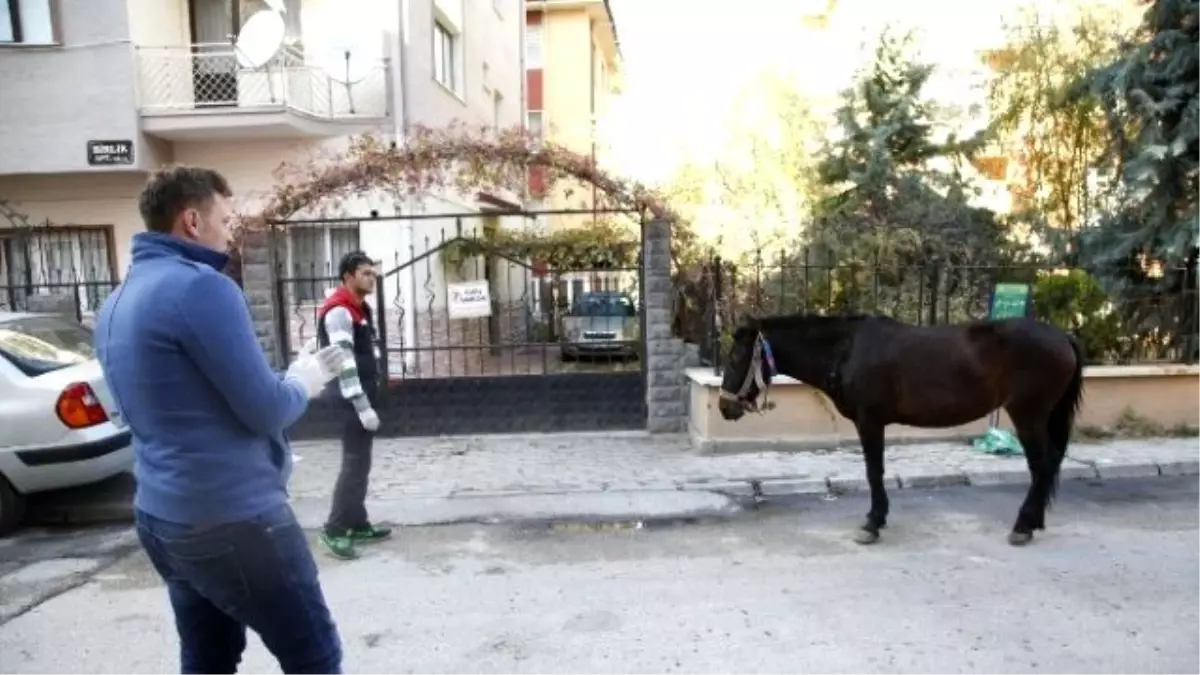 Çevreye Zarar Veren Sahipsiz Başıboş At Yakalandı