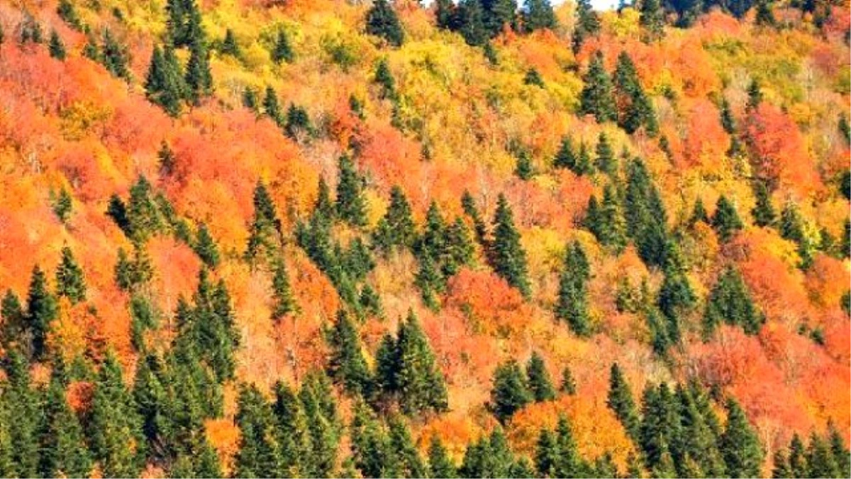 Küre Dağları Milli Parkı\'nda Sonbahar Güzelliği