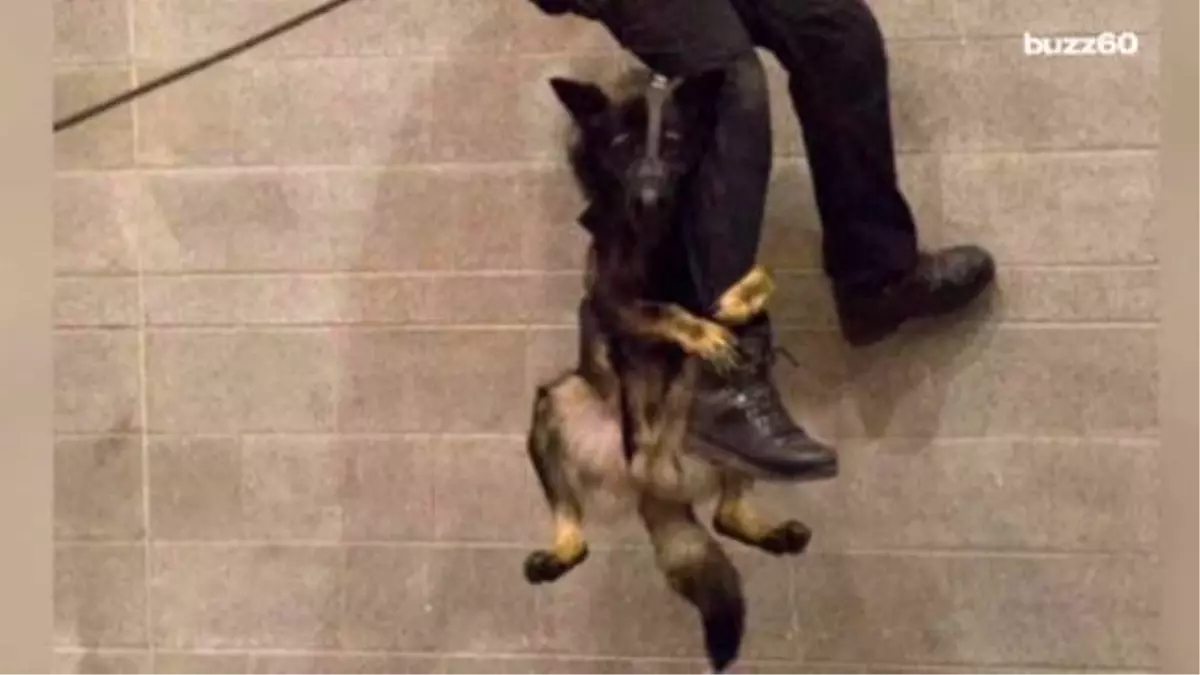 Photo Of Police Dog Hanging Onto Cop\'s Leg Goes Viral