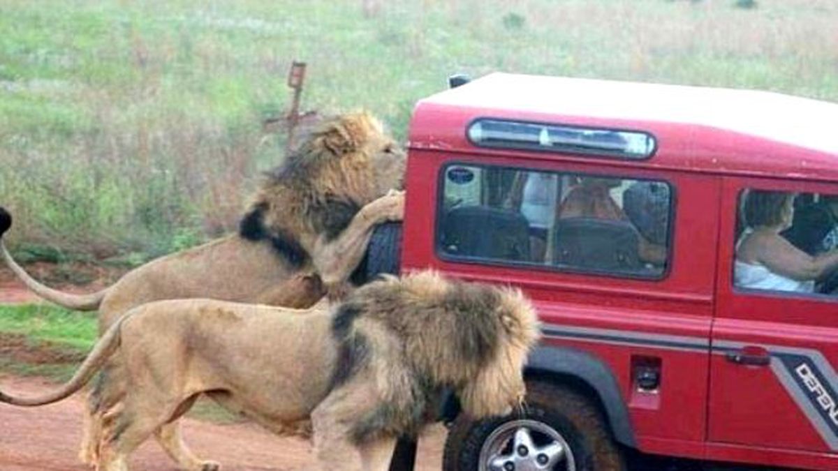 Safari Yapan Turistler, Aslanların Korkunç Saldırısına Uğradı