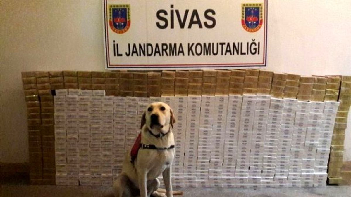Sivas\'ta 6 Bin Paket Kaçak Sigara Ele Geçirildi