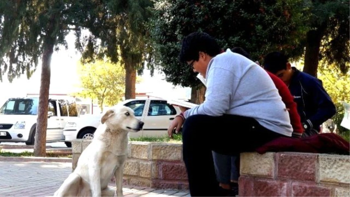 Sokak Köpeği, Kitap Okuyan Öğrencileri İzledi