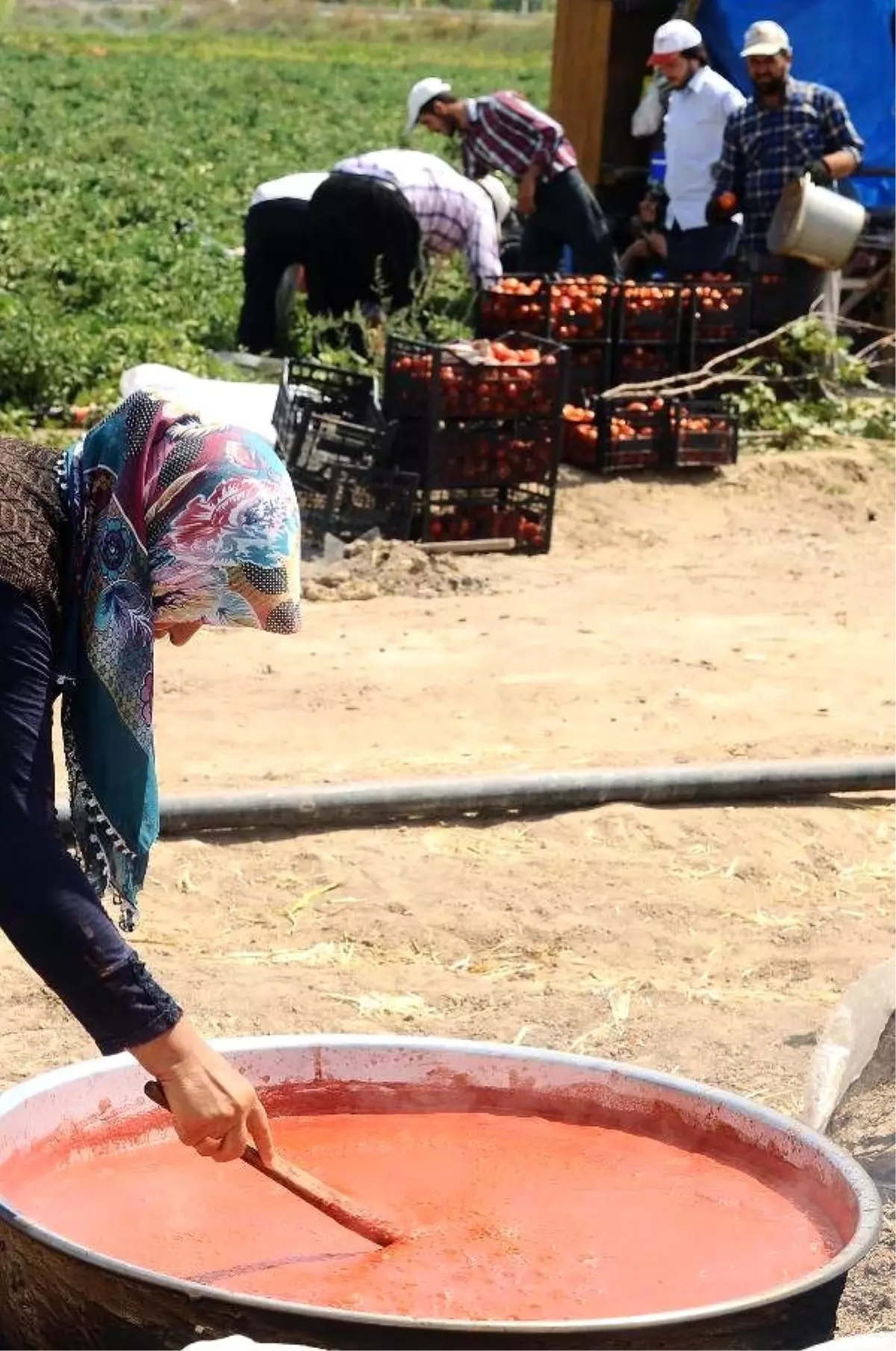 Talep Fazlası Domates Salça Oldu