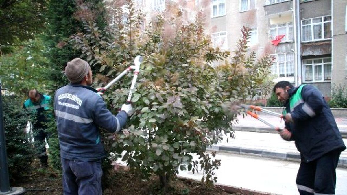 Yozgat Belediyesinde Ağaçlara Kışlık Bakım