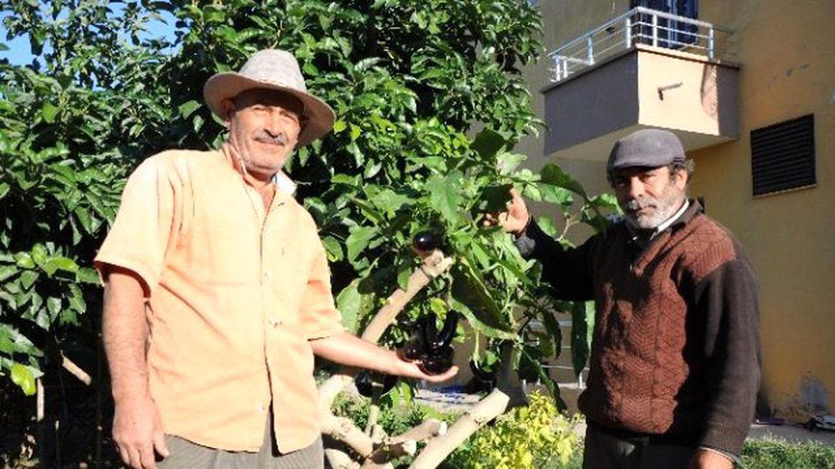 Mersinli Çiftçi, Ağaçta Patlıcan Yetiştiriyor