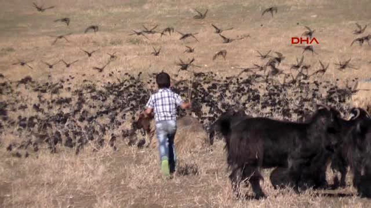 Erzurum - Kuşlar ve Koyunlar Birlikte Yemliyor