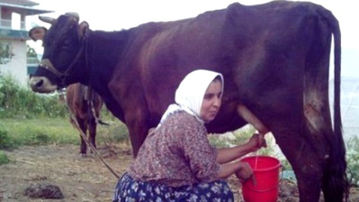 Eylül Ayında 681 Bin 487 Ton İnek Sütü Toplandı