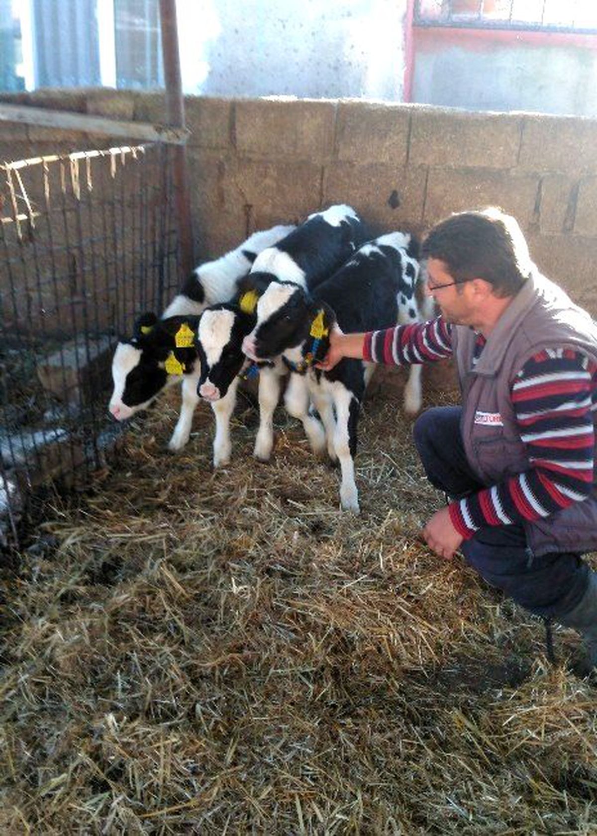 İnek Üçüz Doğurdu