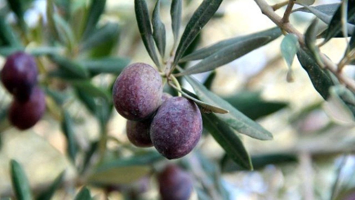 Kahramanmaraş Zeytini Fiyatları Düşürdü
