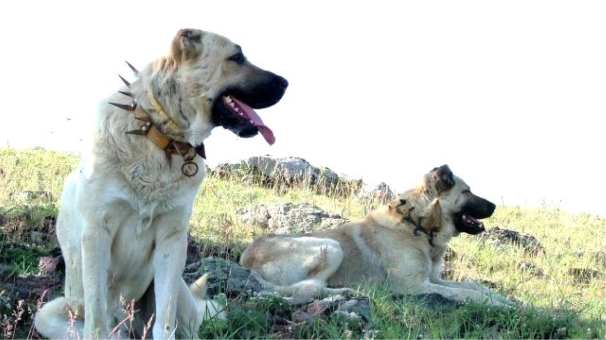Kangal Köpeklerini Kurt Ölüsüyle Korkutan Şahsa Tepki