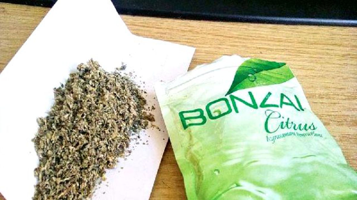Oryantale 17 Yaşındaki Gence Bonzai Satmaktan 18 Yıl 9 Ay Hapis