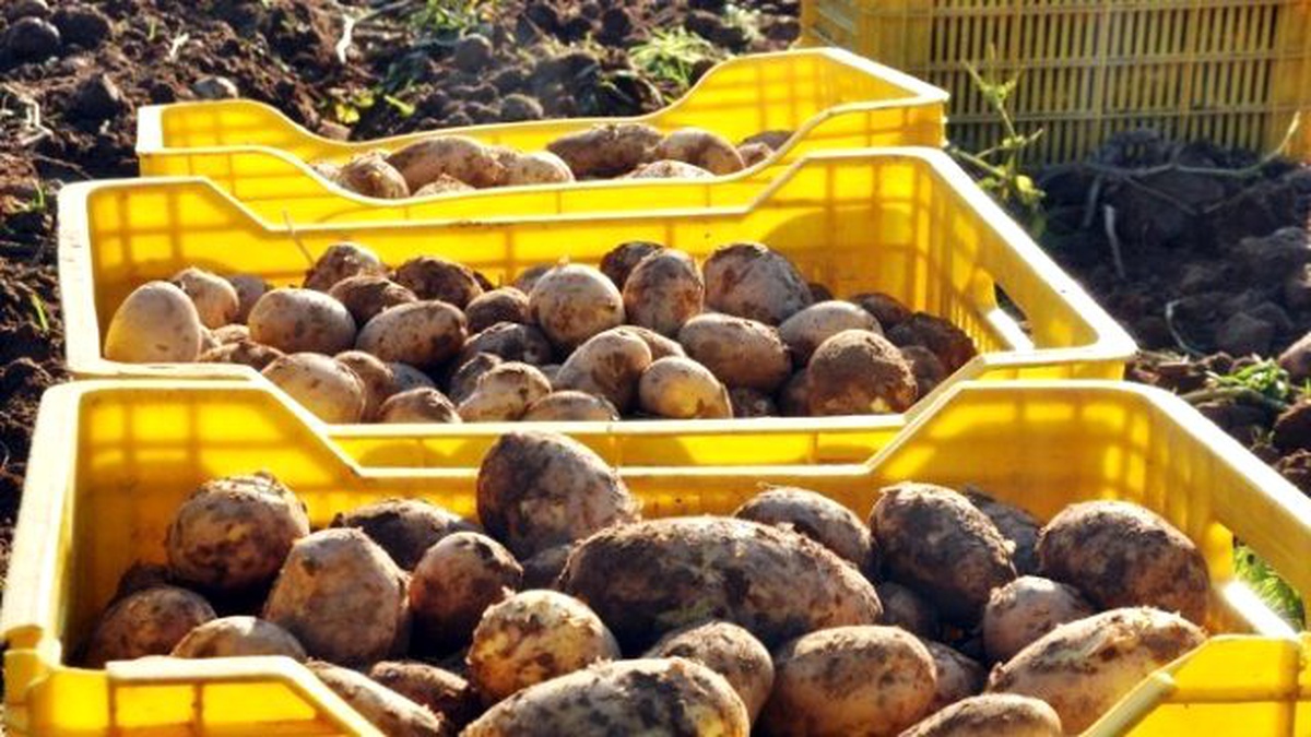 Patatesin Fiyatı Geçen Yıla Göre Yarıya Yarıya Düştü