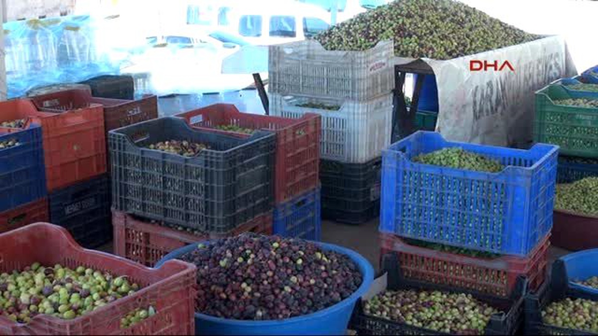 Şanlıurfa?a Organik Zeytinler Tezgahlarda