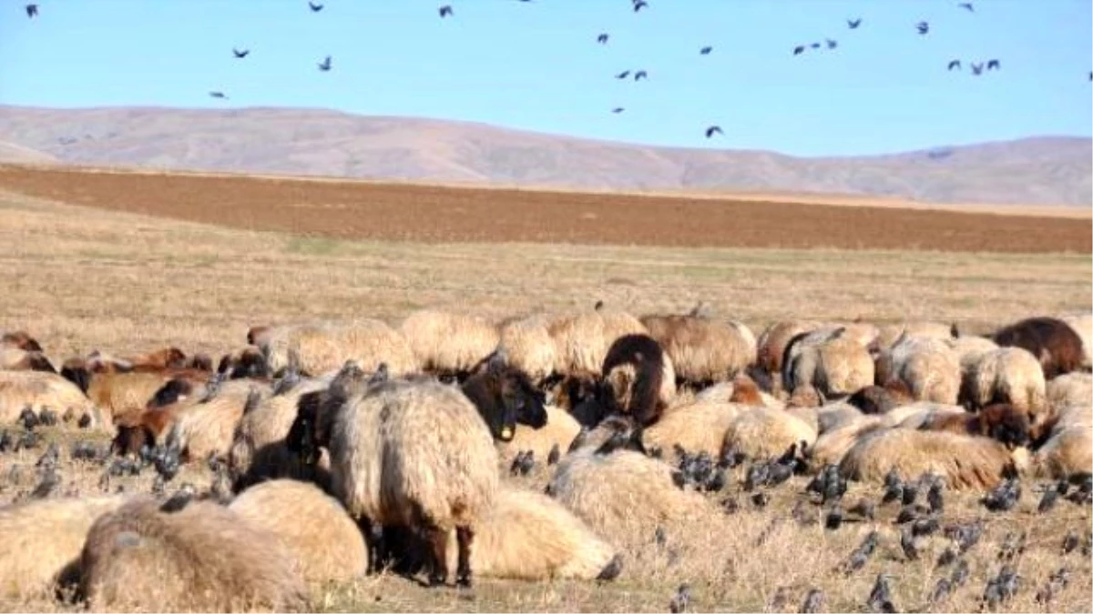 Sığırcıklar, Koyun Sürüsüyle Göç Yolunda