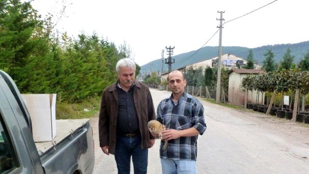 Yaralı Baykuş Tedavi Altında