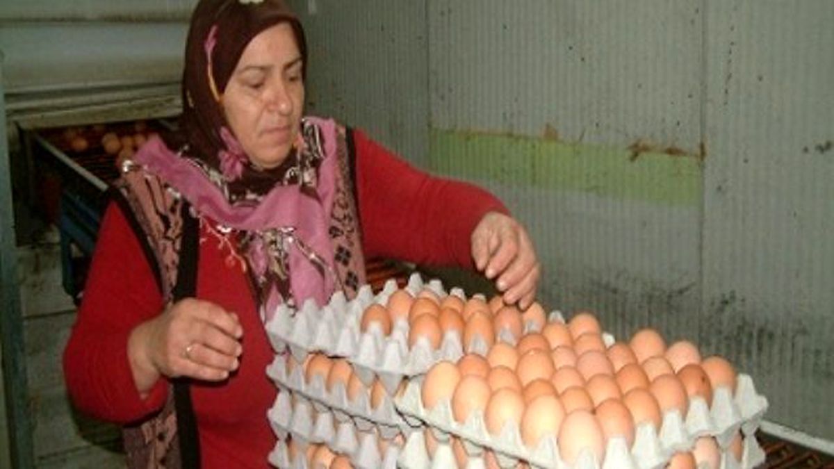 Yumurta Üretimi Arttı