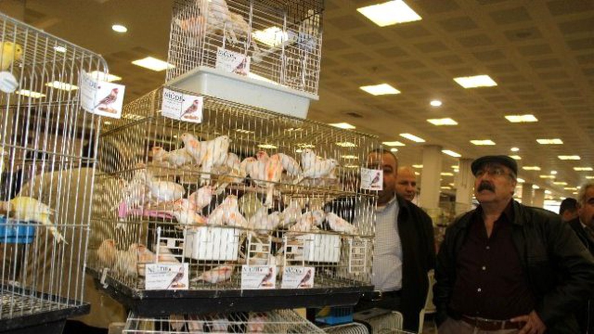 Bursa\'da "Kanarya ve Kafes Kuşları Yarışması"