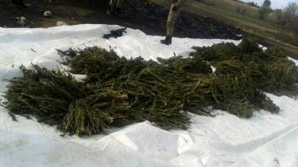Diyarbakır\'da 780 Kilogram Esrar Ele Geçirildi