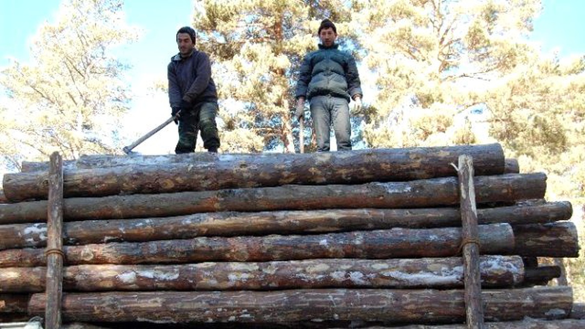 Düzce\'de Orman Emvali İhalesi Rekor Fiyatla Gerçekleştirildi