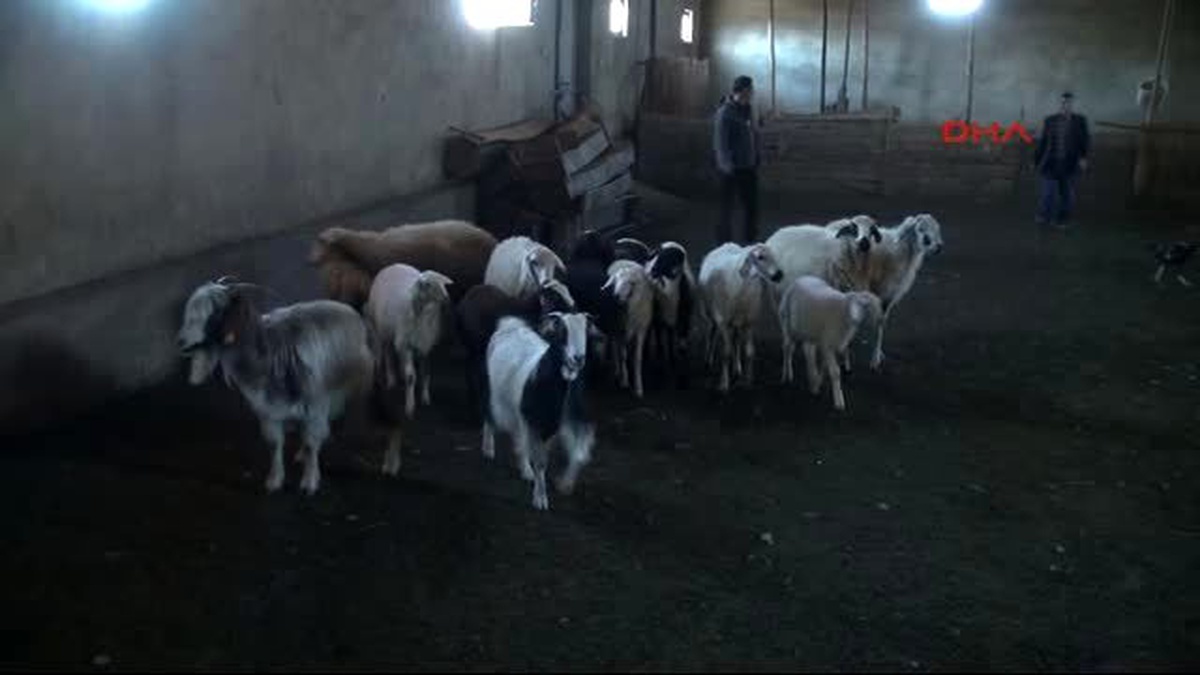 Elazığ\'da Hayvan Hırsızlığına Karşı Jandarma Alarm Cihazları Dağıttı