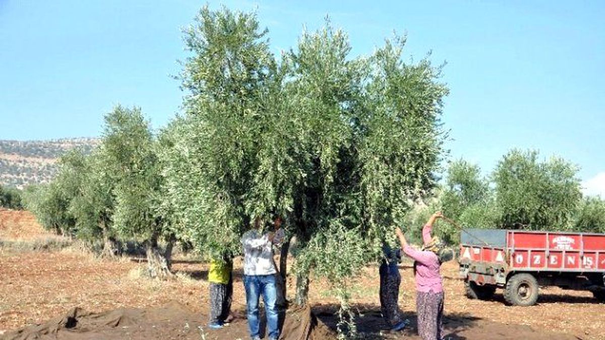 Kilis\'te Zeytin Hasadı Başladı