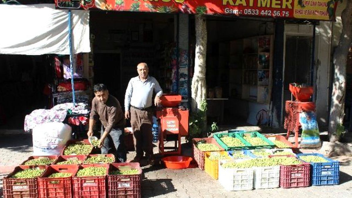 Kilislilerin Sofralık Yeşil Zeytin Telaşı Başladı