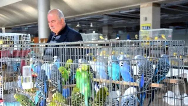 Kuslar Portekiz E Gidebilmek Icin Yaristi Son Dakika