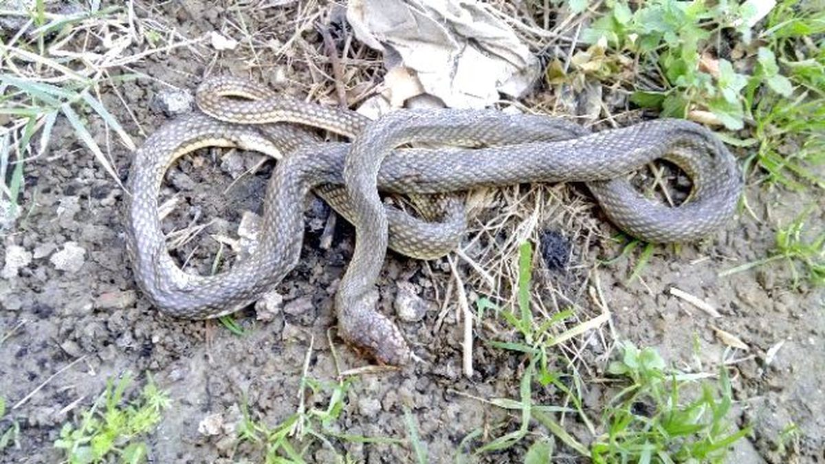 Sitelerin Bahçesini Yılanlar Bastı!
