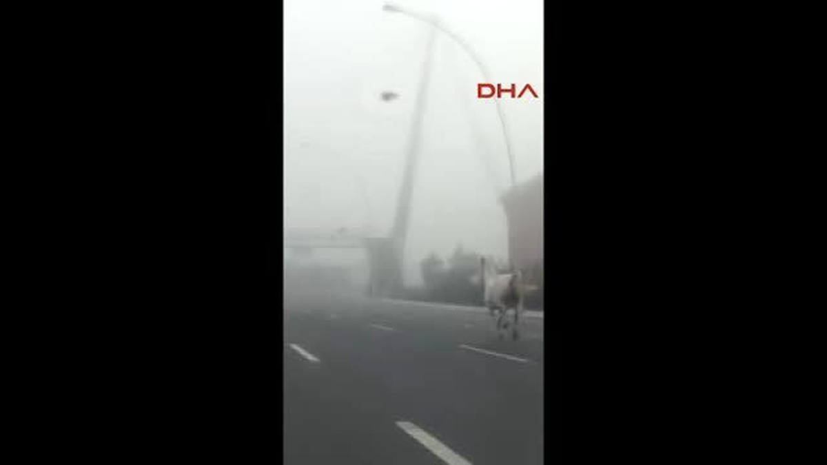 Ankara Esenboğa Protokol Yolunu Atlar İşgal Etti
