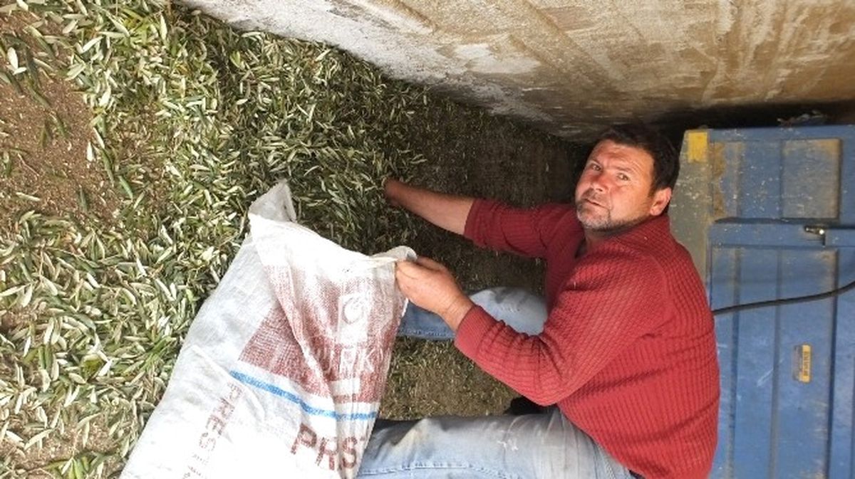 Burhaniye\'de Zeytin Yaprağı Hayvan Yiyeceği Oldu