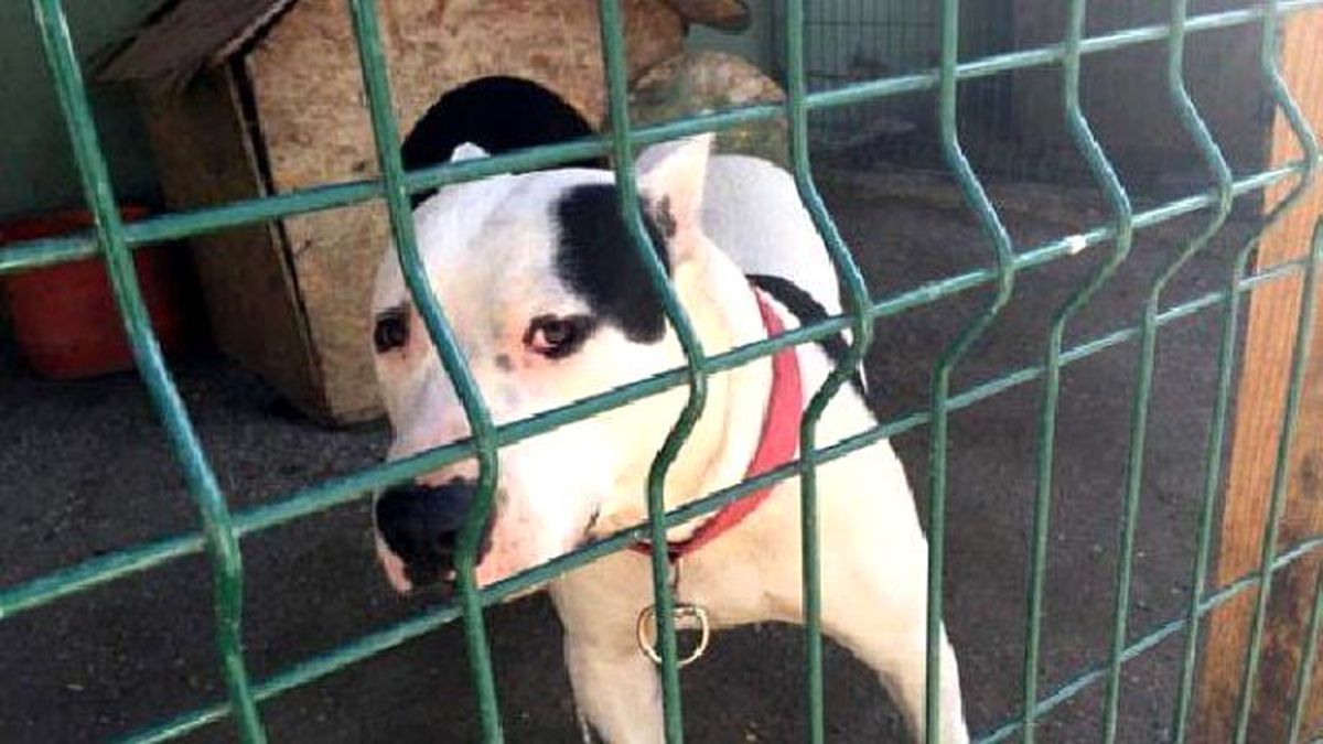 Facebook'ta Pitbull Satan Şahsa 5 Bin Lira Ceza Kesildi